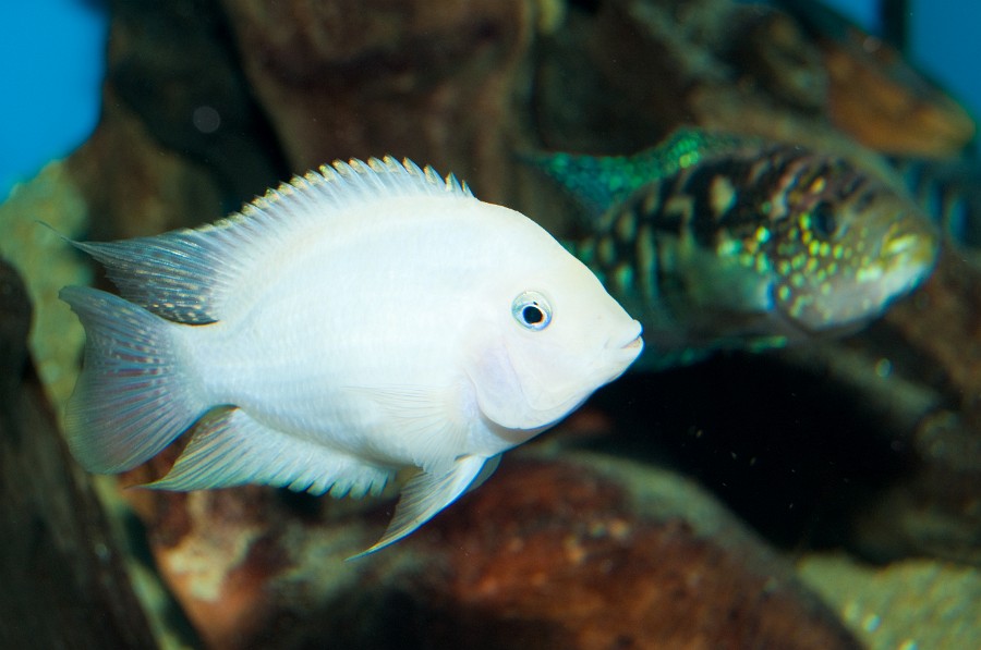 Albino Convict Cichlid in Aquarium